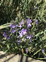Campanula
