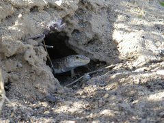 Eremias przewalskii