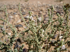 Reaumuria songarica