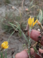 Tragopogon ucrainicus