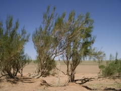 Haloxylon ammodendron