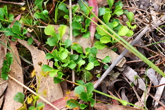 Viola cleistogamoides
