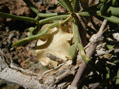 Haloxylon ammodendron