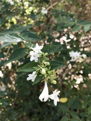 Zabelia biflora
