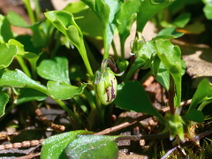 Viola cleistogamoides