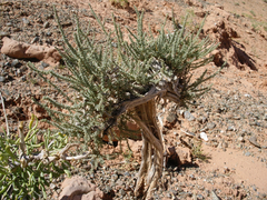 Reaumuria songarica