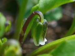 Viola cleistogamoides