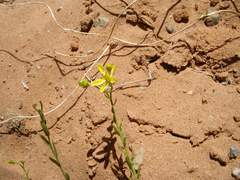 Haplophyllum dauricum