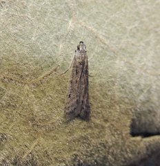 Phycitodes inquinatella