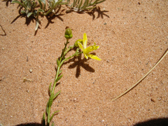 Haplophyllum dauricum