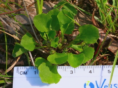 Viola cleistogamoides
