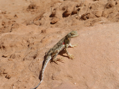 Phrynocephalus versicolor