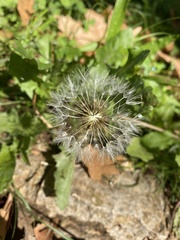 Taraxacum