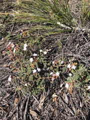 Androcalva pulchella