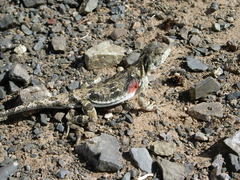 Phrynocephalus versicolor