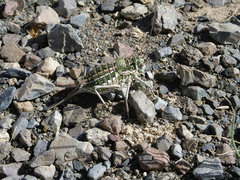 Bradyporinae