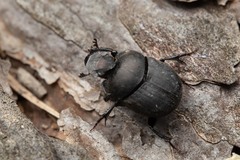 Onthophagus verticicornis