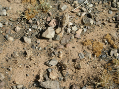 Bradyporinae