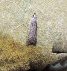 Phycitodes inquinatella