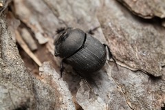 Onthophagus verticicornis