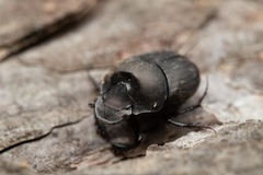 Onthophagus verticicornis