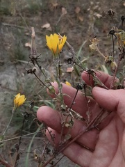 Tragopogon ucrainicus