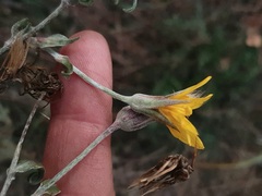 Tragopogon ucrainicus