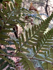 Rumohra adiantiformis