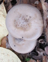 Melanoleuca grammopodia