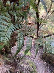 Rumohra adiantiformis