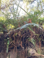 Rumohra adiantiformis