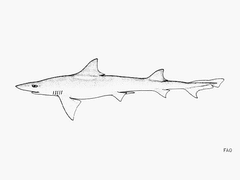 Smalleye Smooth-Hound photo 4