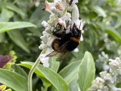 Bombus