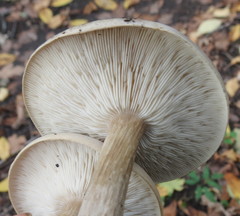 Melanoleuca grammopodia