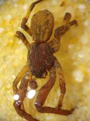 Borboropactus cinerascens