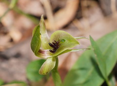 Chiloglottis jeanesii