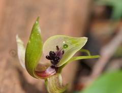Chiloglottis jeanesii
