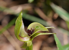 Chiloglottis jeanesii