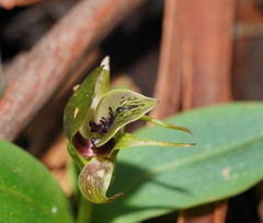 Chiloglottis jeanesii