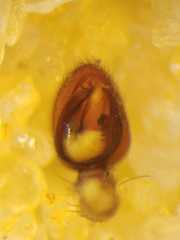 Borboropactus cinerascens
