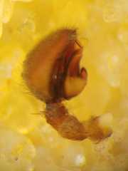 Borboropactus cinerascens