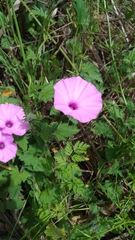 Convolvulus althaeoides althaeoides