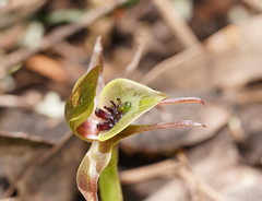 Chiloglottis jeanesii