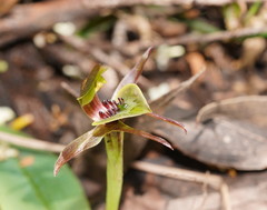 Chiloglottis jeanesii