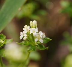 Asperula euryphylla