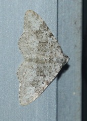 Coenotephria ablutaria