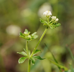 Asperula euryphylla