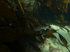 Haploblepharus pictus