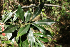 Planchonella chartacea
