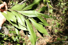 Planchonella chartacea